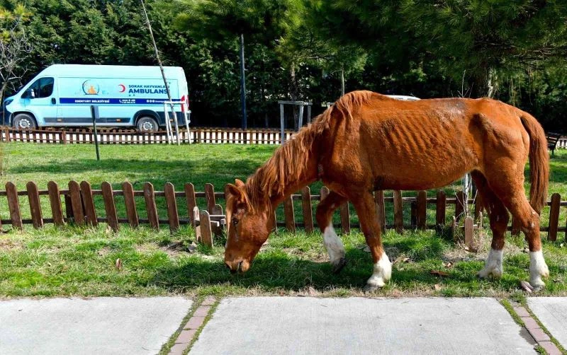Yerde yatan yaralı atı Esenyurt Belediyesi kurtardı
