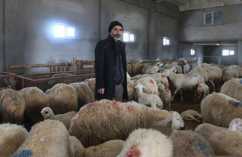 220 koyunu telef oldu, yem firması hakkında suç duyurusunda bulundu
