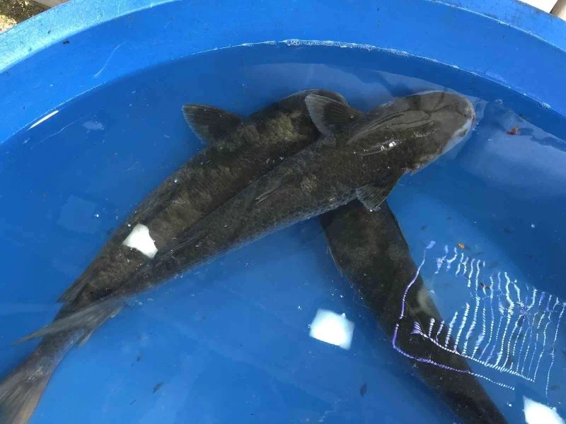 Canlı kefal tezgahta ilgi odağı oldu
