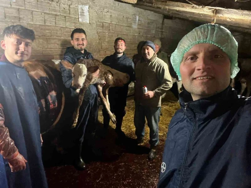 Doğum yapamayan ineğin buzağısı sezaryenle kurtarıldı
