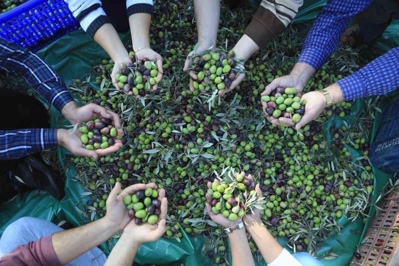 Muğla’daki zeytin verimsizliği masaya yatırıldı
