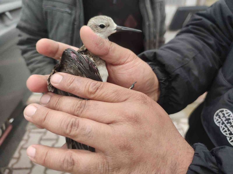 Yaralı ’dövüşken kuş’ tedaviye alındı
