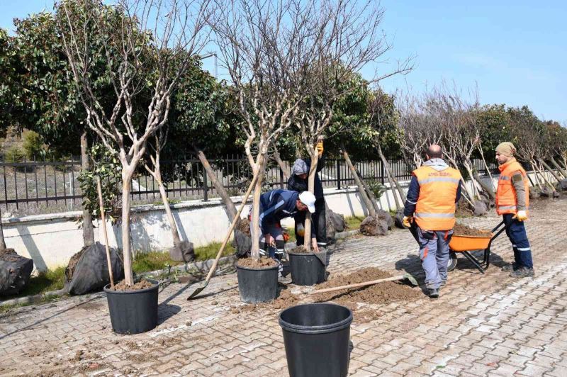 Altınova’da sökülen ağaçlara bakım
