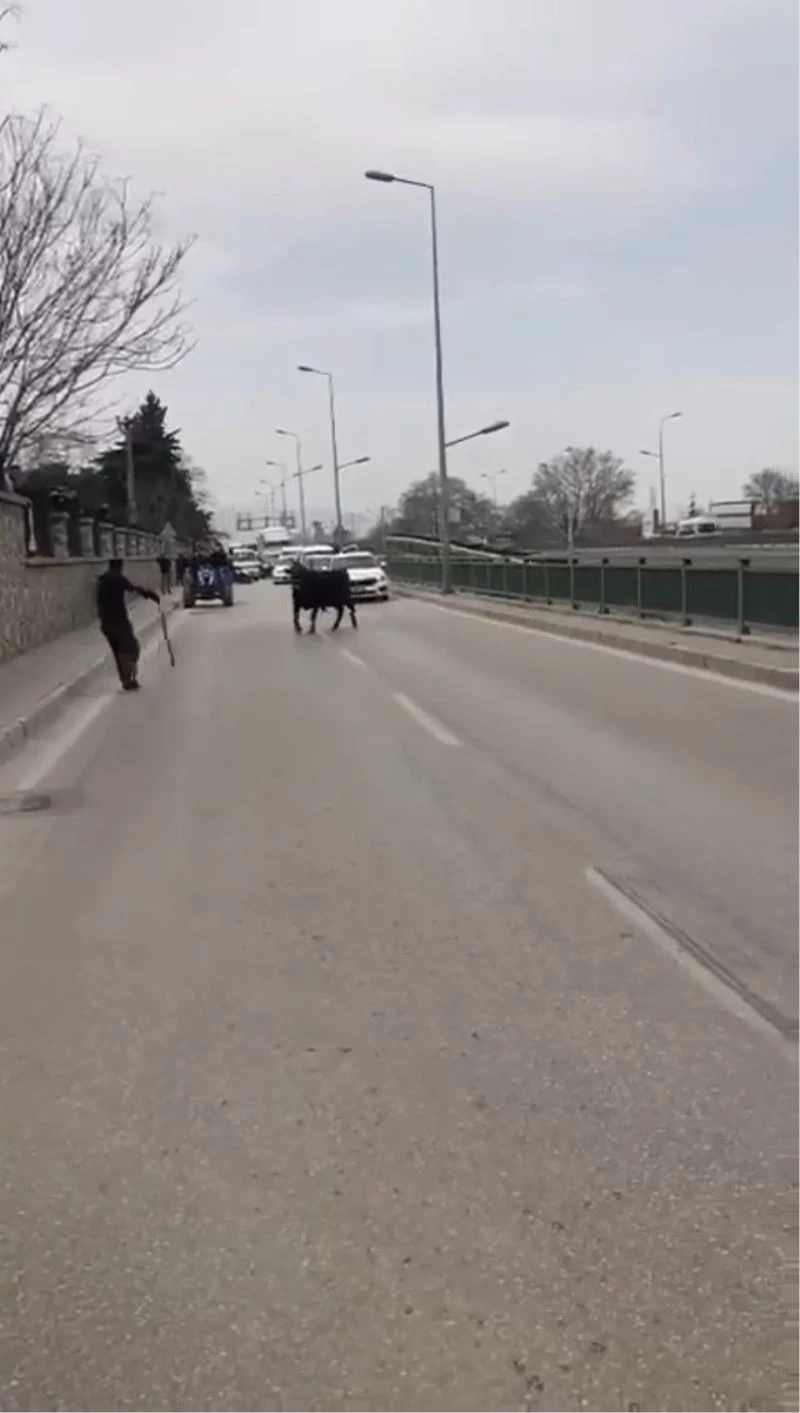 Kızgın boğa İspanyol arenasını aratmadı
