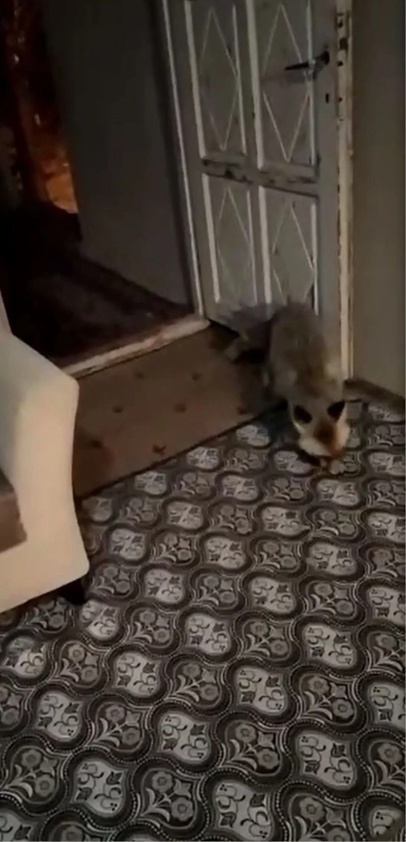 Kapısına kadar gelen tilkiyi halı üstünde besliyor
