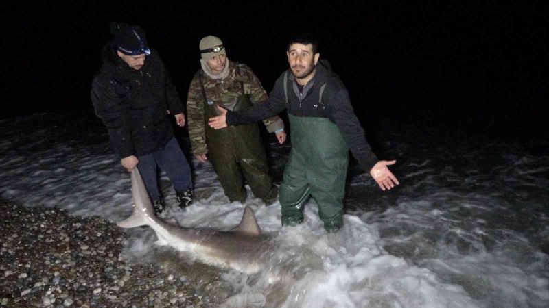 Kuzu balığı zannettiler oltayla 2 metrelik köpekbalığı çektiler

