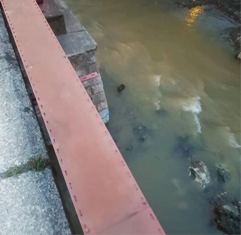 Nesli tükenmek üzere olan su samurları derede görüntülendi
