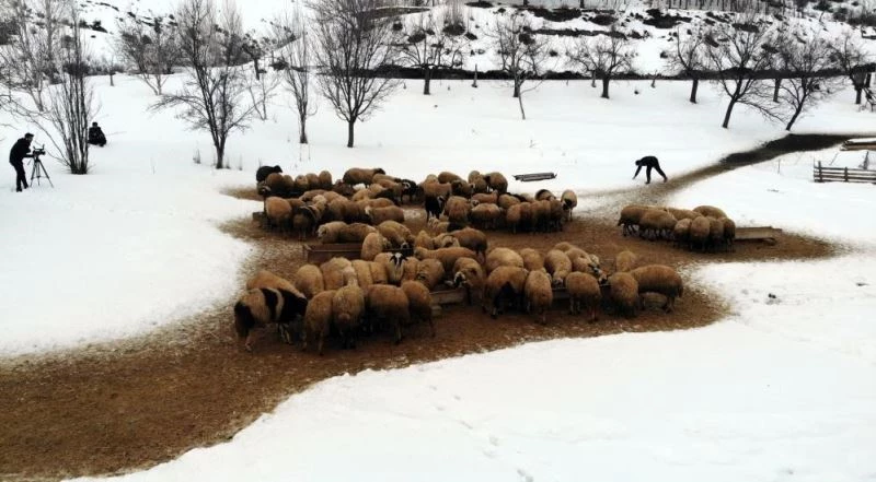 Uzayan kış günlerinde besicilerin zorlu kuzu mesaisi sürüyor
