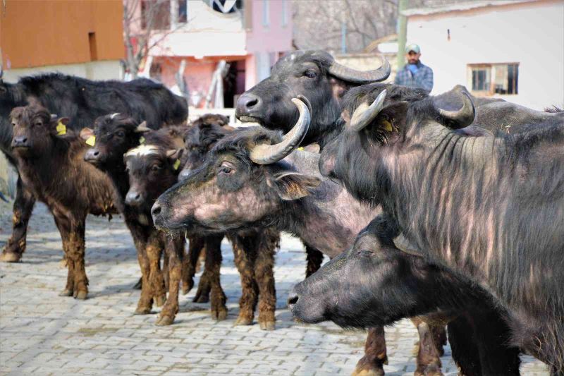 Cumhurbaşkanı Erdoğan yoğurdunu tavsiye etmişti, Amasya Valiliği 35 manda dağıttı
