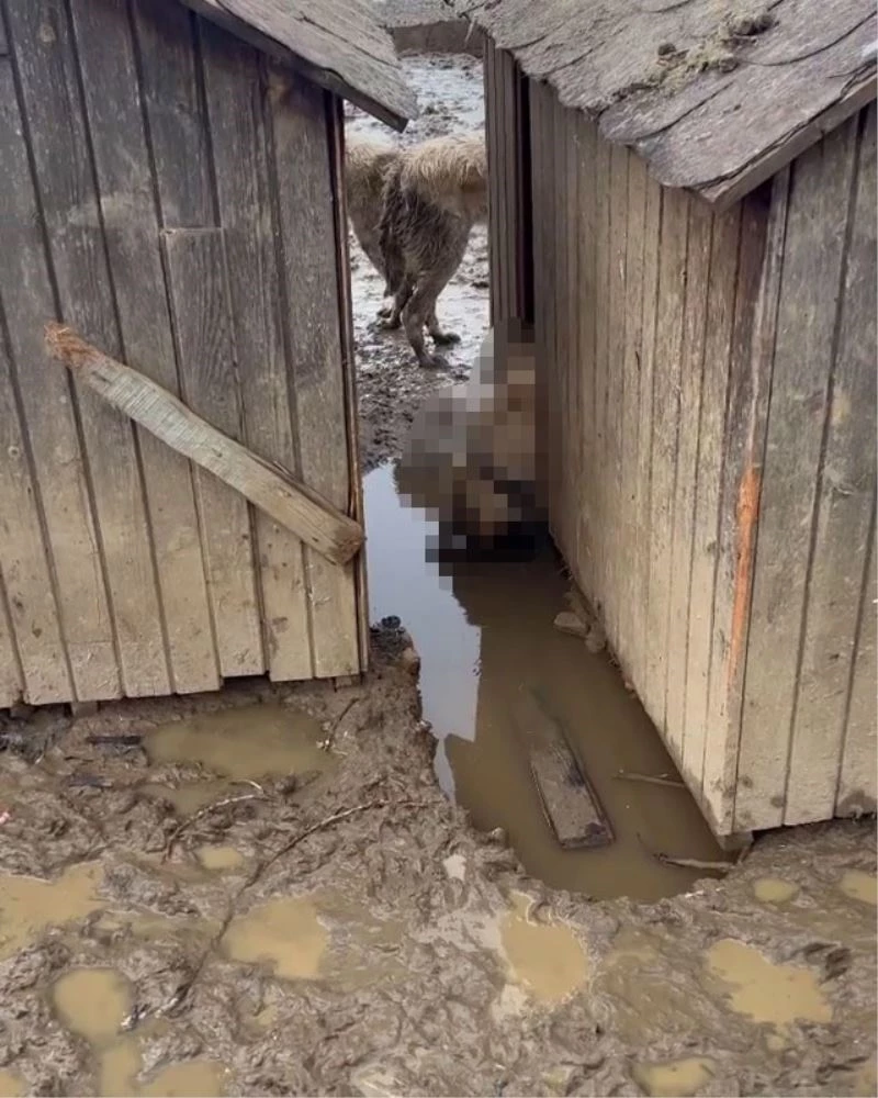 Bolu’da köpekler hayvan barınağında ölüme terkedildi
