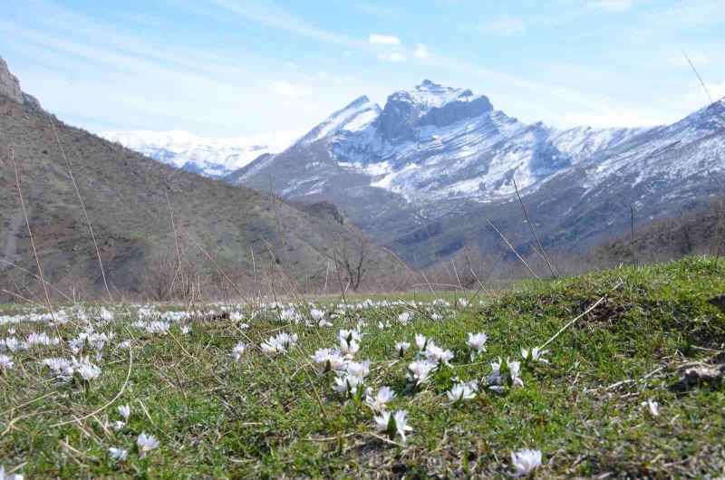 Şırnak dağlarına baharın habercisi kardelenler çiçek açtı
