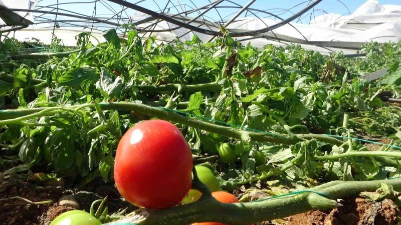 Antalya’da 10 saniyelik hortum domates serasını yerle bir etti

