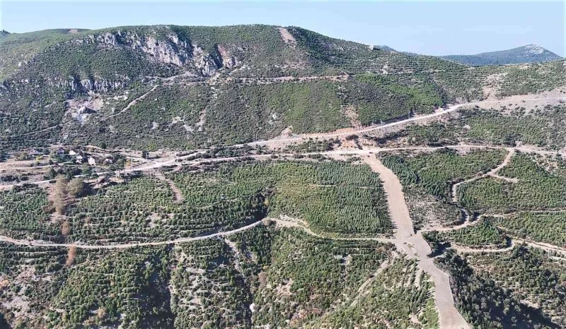 Küle dönen yüzlerce hektarlık orman yeniden canlandı
