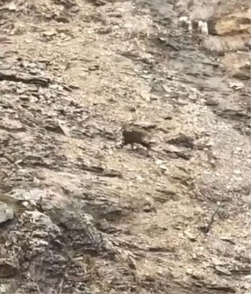 Tunceli’de çengel boynuzlu dağ keçileri görüntülendi

