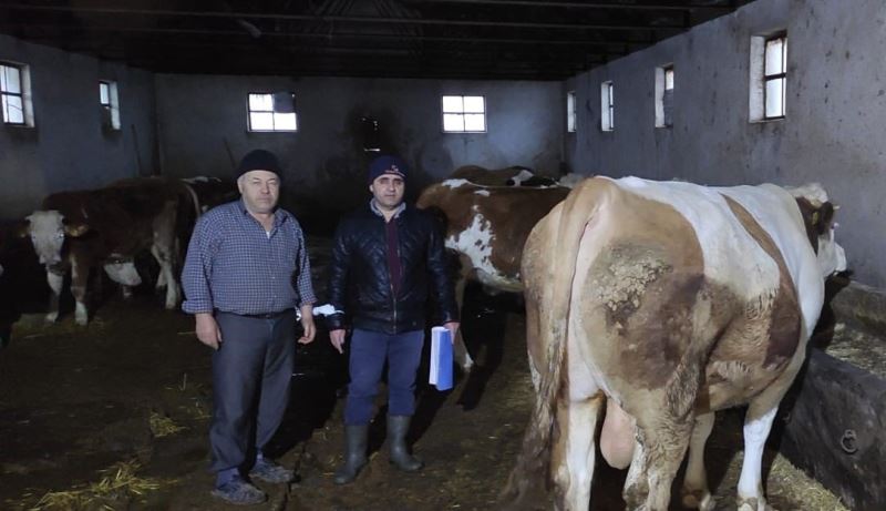 Afyonkarahisar’da büyükbaş hayvanlarla ilgili çalışma
