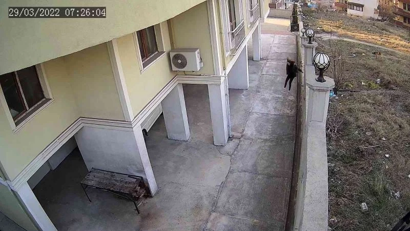 Okula giden kız çocuğu köpeklerin saldırısından duvardan atlayarak kurtuldu
