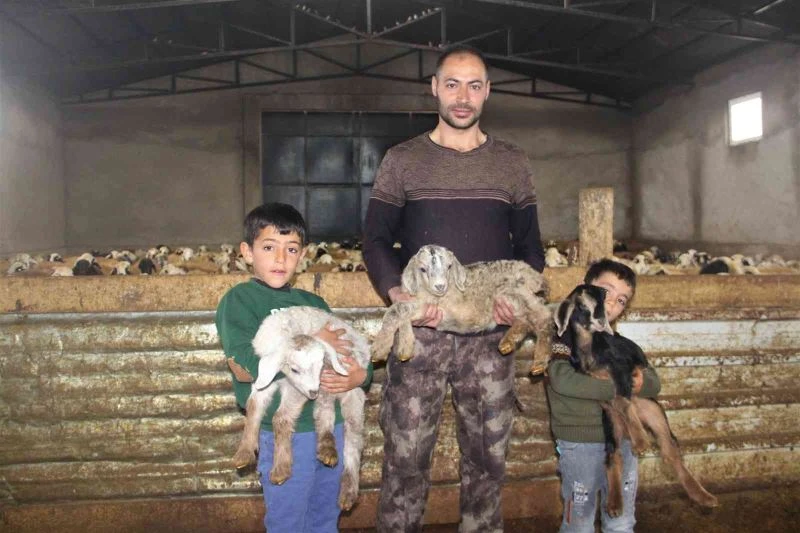 Üçüz yavrulayan keçi aileyi sevince boğdu
