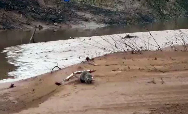 Nesli tükenme tehlikesi altındaki su samuru görüntülendi
