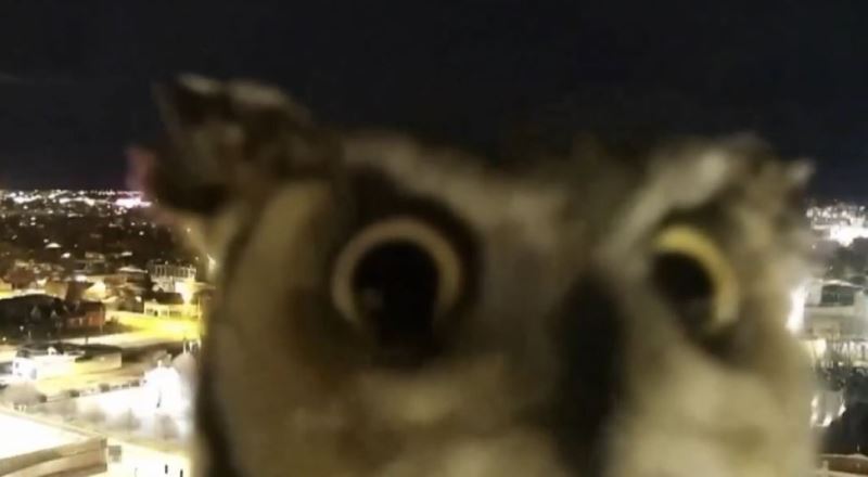Meraklı baykuş gözlem kamerasını saniye saniye inceledi
