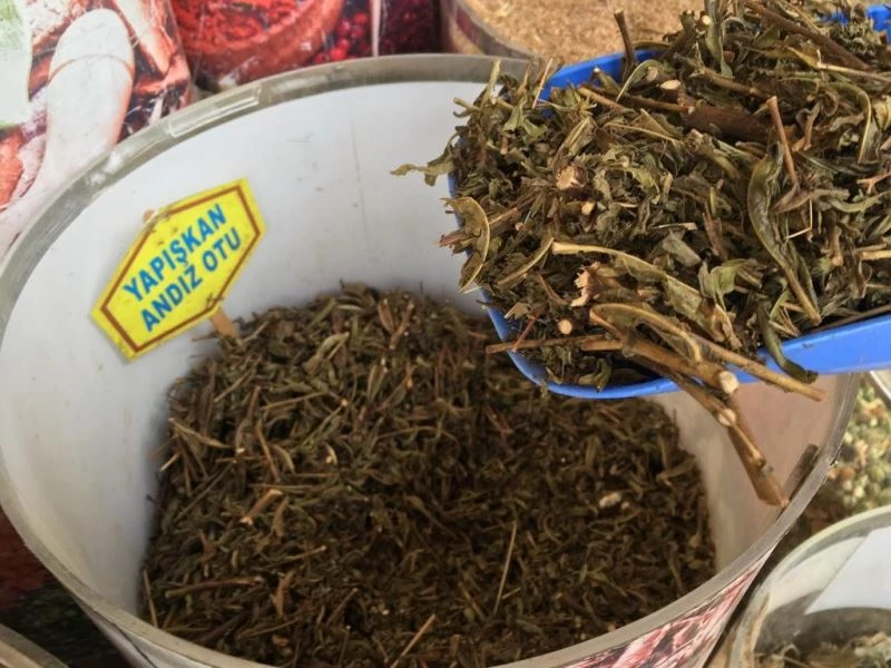 Balgam sıkıntısı yaşayanlar “Yapışkan Andız Otu