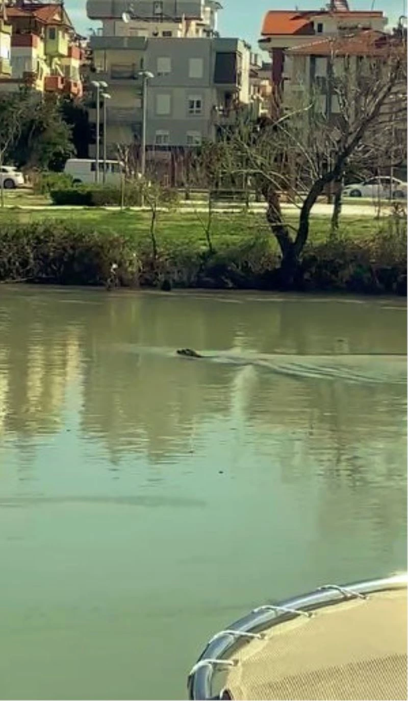 Akdeniz Foku, Manavgat Irmağı’nı mesken tuttu
