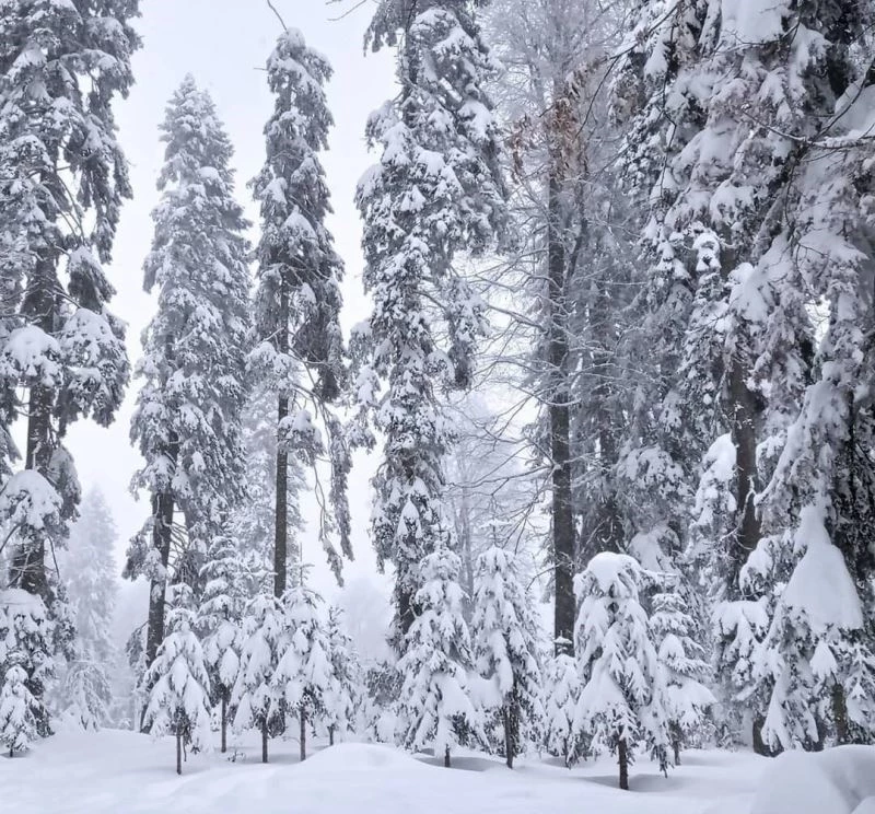 Milletvekili Ayşe Keşir, doğaseverleri Sinekli Yaylasına davet etti
