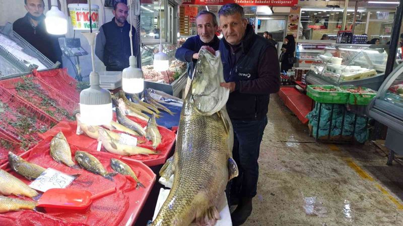 Barajda yakalanan dev balık görenleri şaşkınlığa uğratıyor: Tam 144 kilo