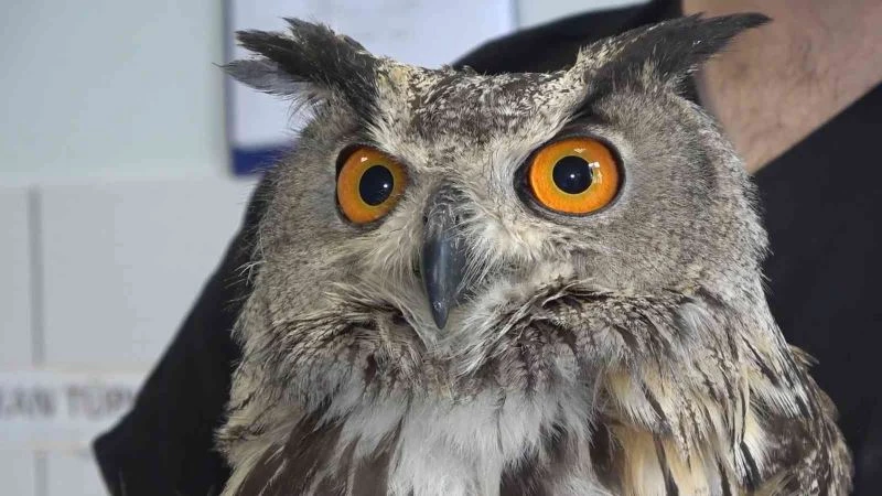 Kanadından yaralanan puhu kuşu, ampute edilmekten kurtarıldı
