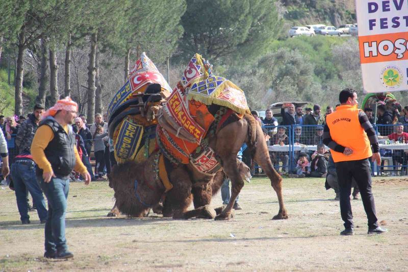 Köşk’te 170 deve kıran kırana güreşti
