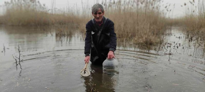 Şifalı sülük avcısı buz gibi suyun içinde saatlerce sülük arıyor
