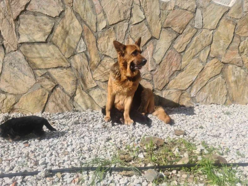 Bir ilke imza attı, yavrularını yiyen K-9 köpeği tedavi edildi
