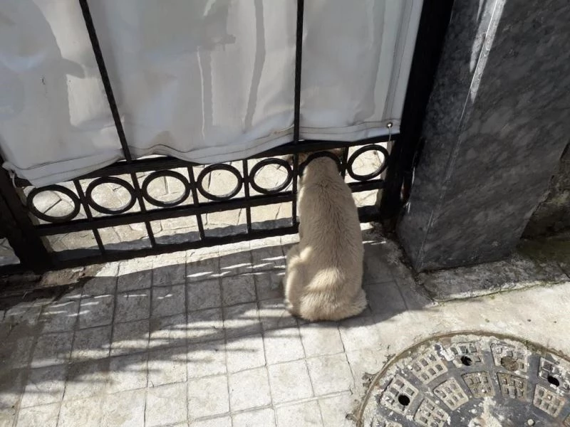 Kafası demir kapıya sıkışan yavru köpek kurtarıldı

