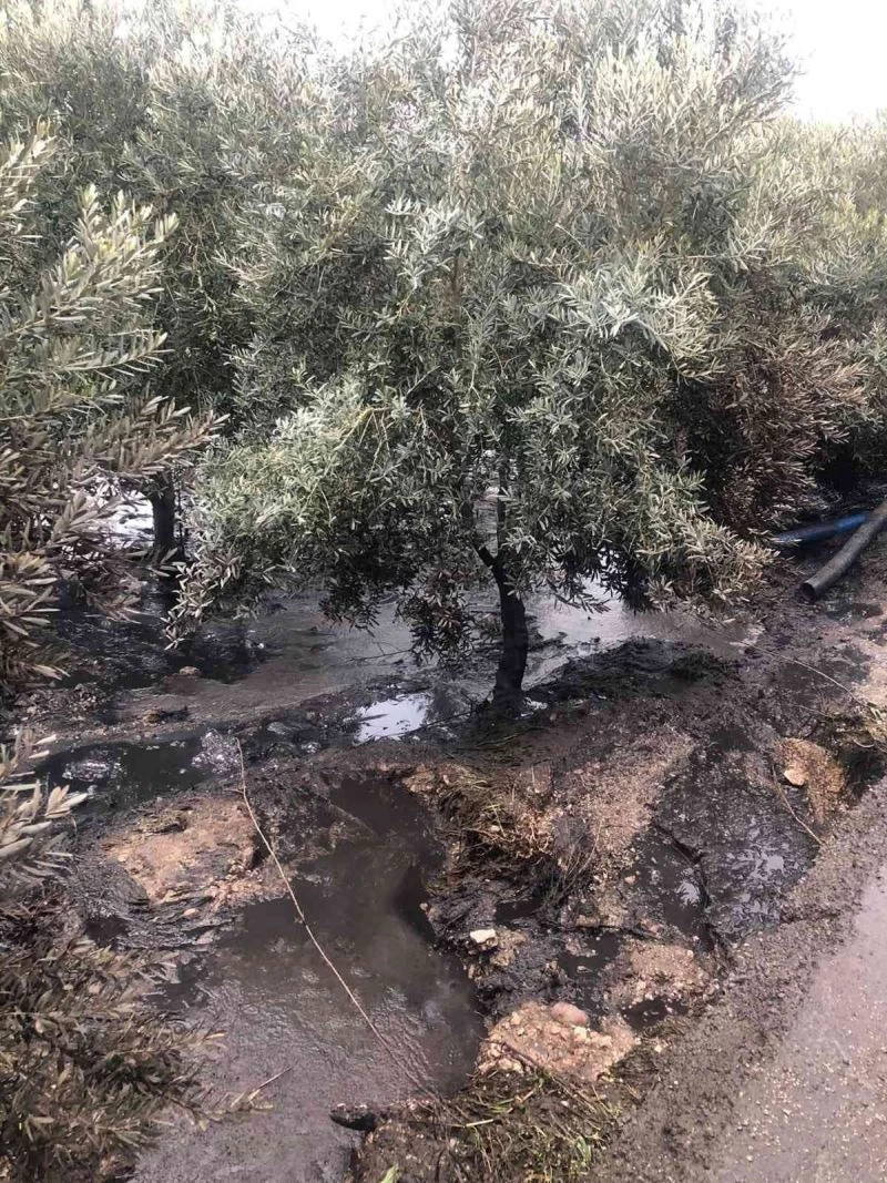 Zeytin bahçesine kimyasal atık atarken yakalandılar
