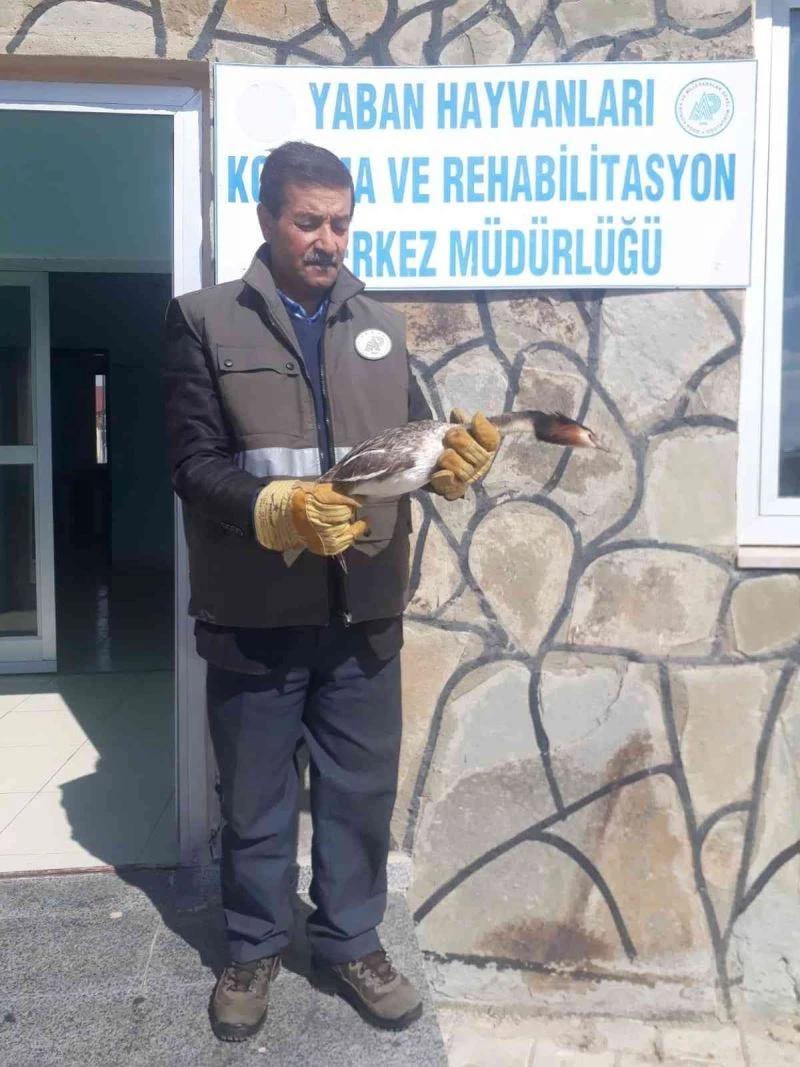 Yaralı bahri kuşu tedavi altına alındı
