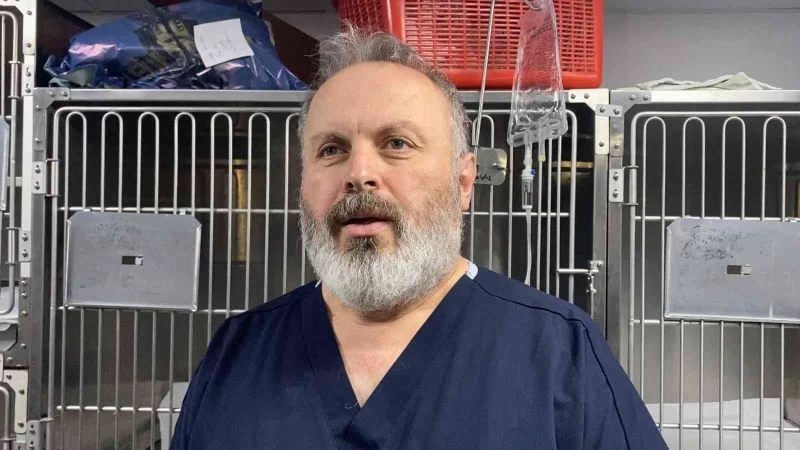 Dokuzuncu kattan aşağıya düşen kedi hayata tutunmayı başardı
