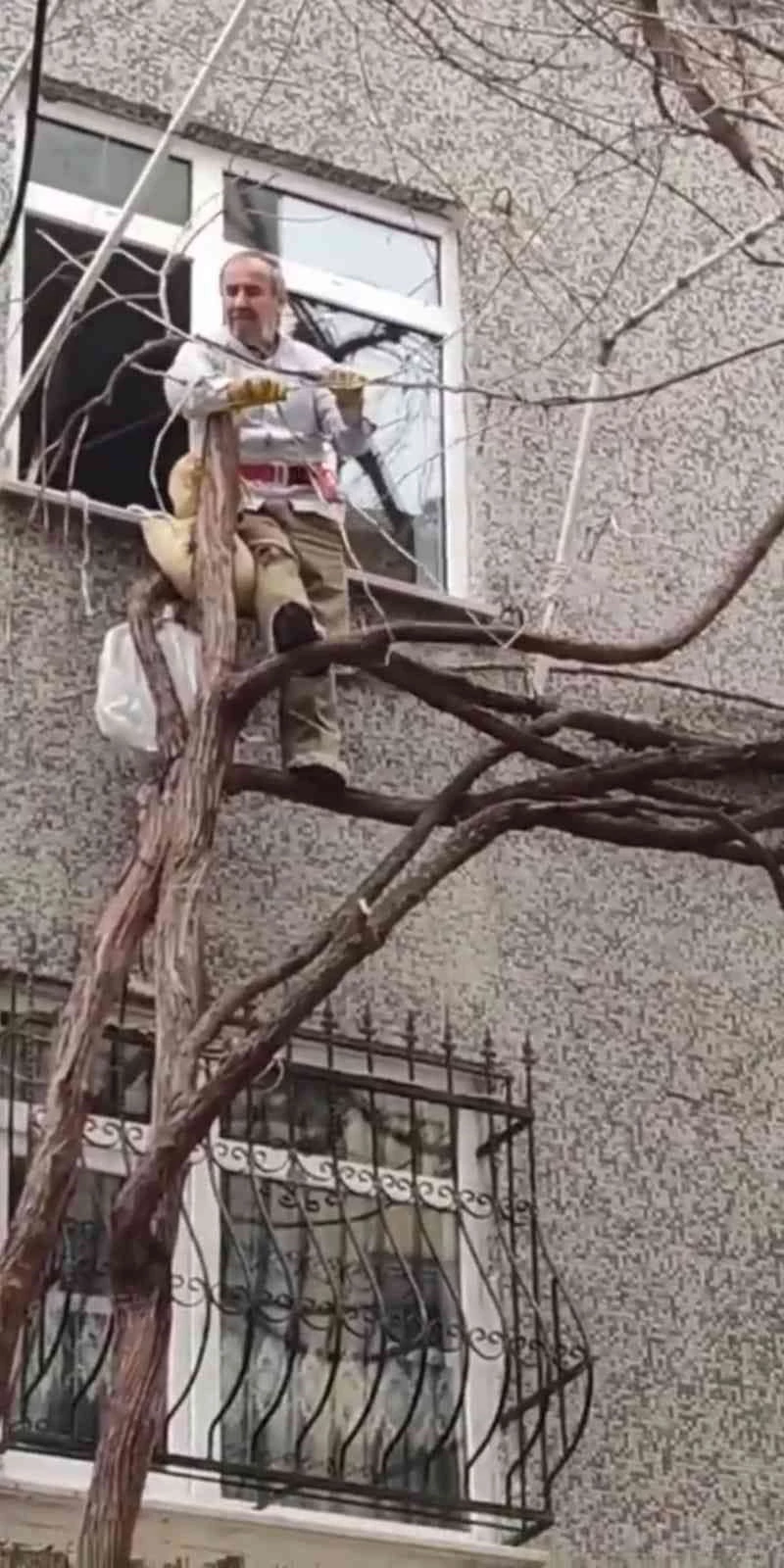 Kendini iple bağlayarak ağaç budadı
