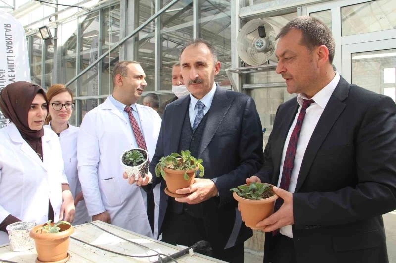 Endemik bitkiler laboratuvar ortamında çoğaltılıp doğaya kazandırıldı
