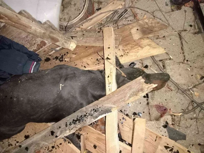 2 yıl önce kazayı kıl payı atlatan köpek bu kez kurtulamadı
