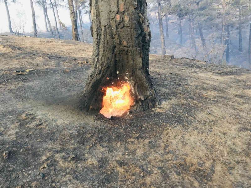 Bayramiç’teki orman yangını devam ediyor
