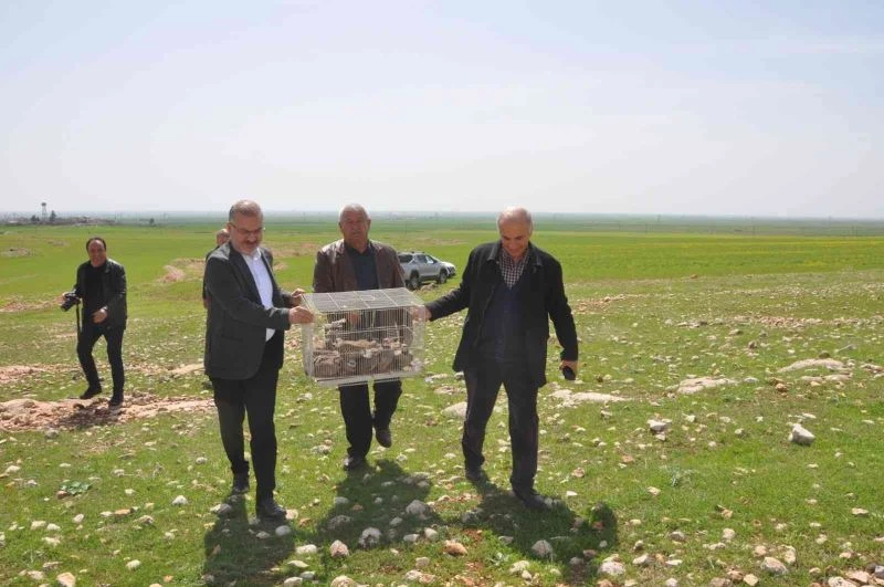 Mardinli iş adamı süne ile mücadele için 300 kınalı kekliği doğaya saldı
