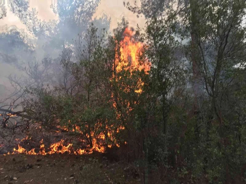Karpuzlu’da orman yangını
