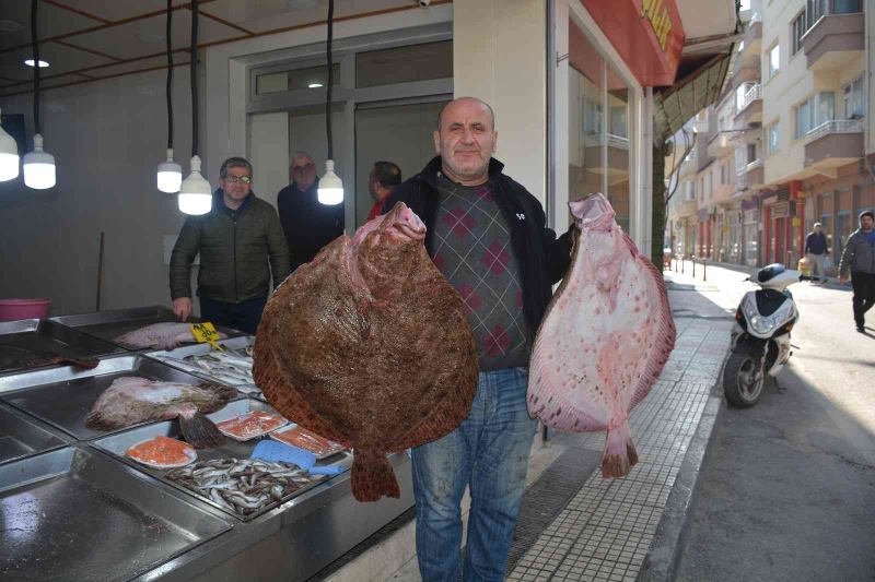 Sinop’ta balıkçıların ağlarına dev kalkan balıkları takıldı
