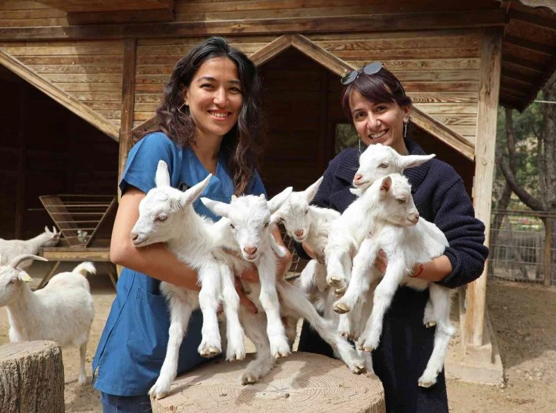 Antalya Hayvanat Bahçesi’nde Kanguru ve lemur yavru doğumları başladı
