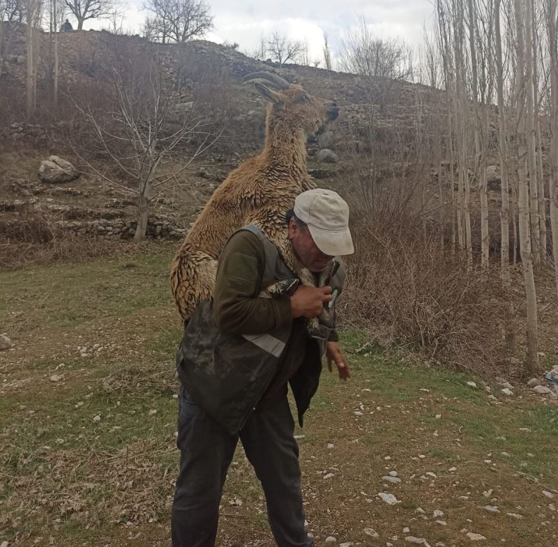 Hasta yaban keçisini 2 kilometre sırtında taşıdı

