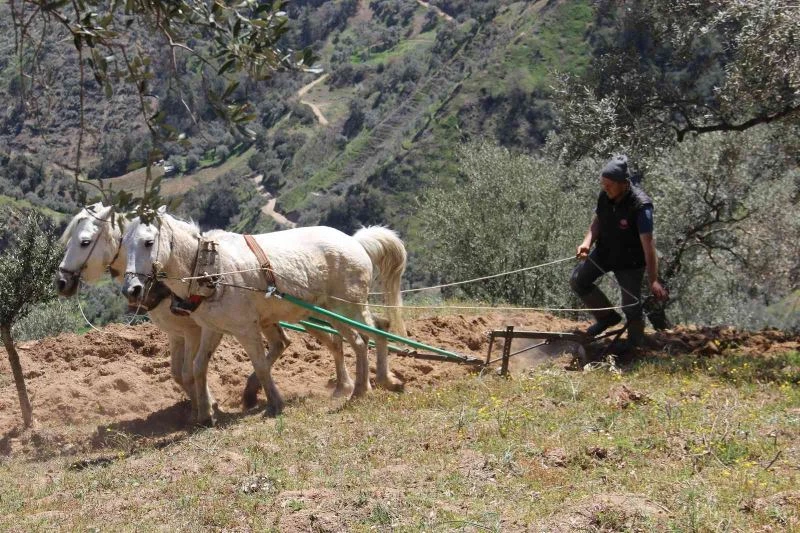 Aydın’da atların saban mesaisi başladı
