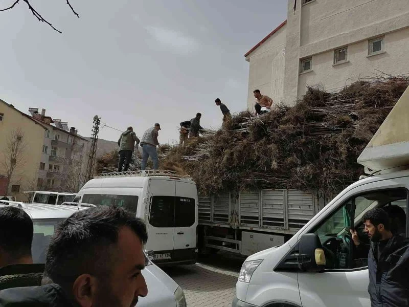 Bitlis’te yıllık 6 bin 730 ton kabuklu ceviz üretiliyor
