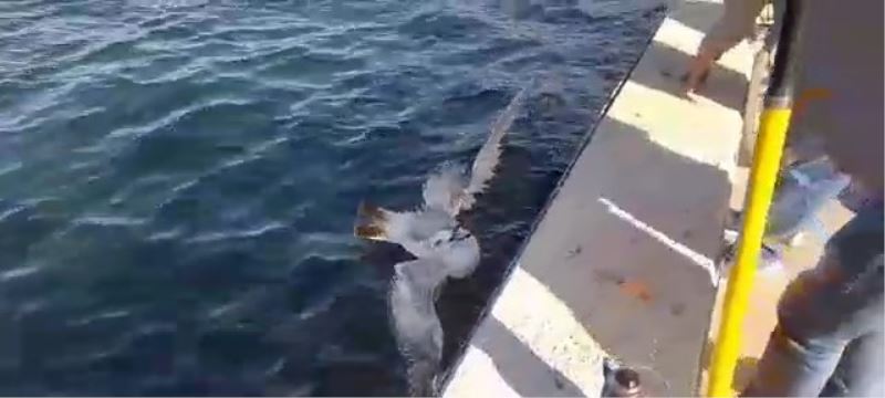 Oltaya takılan martıyı balıkçılar kurtardı

