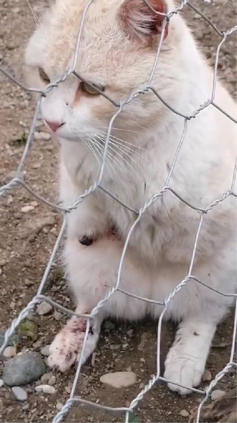 Gümüşhane’de bacakları ve kuyrukları kesilen kediler tepkilere neden oldu
