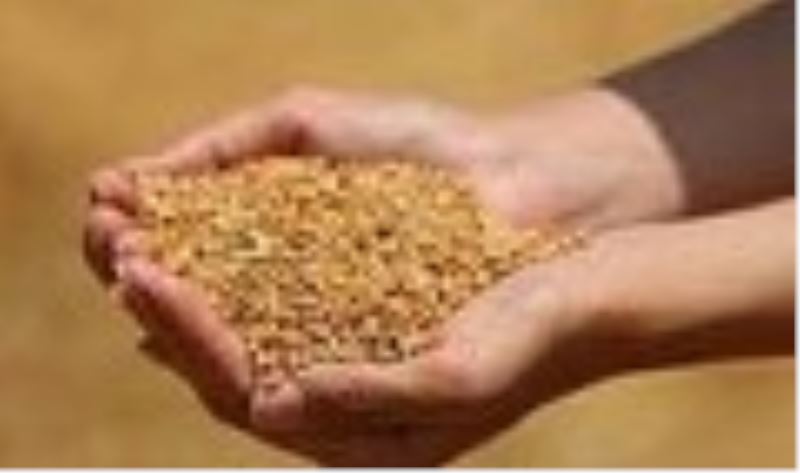 Edirne’de buğday 5 lira 473 kuruştan satıldı
