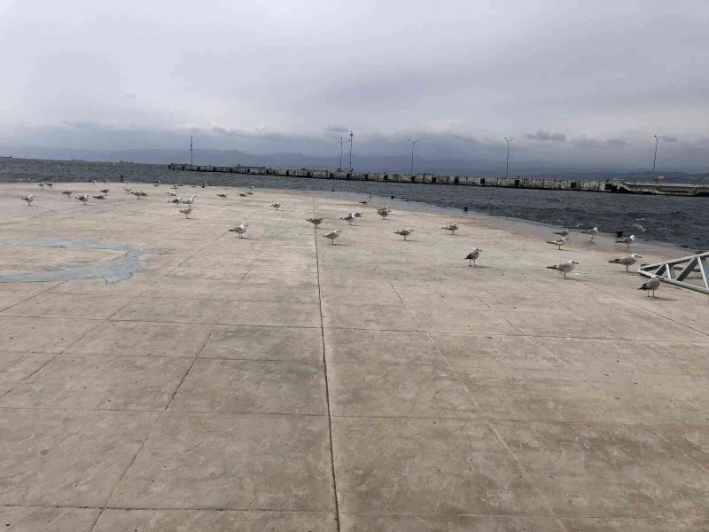 Fırtınadan uçamayan martılar denizi izledi
